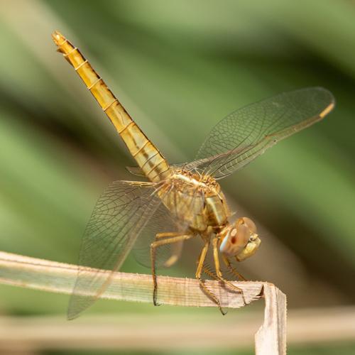 Réf. 252 289 : Crocothemis erythraea